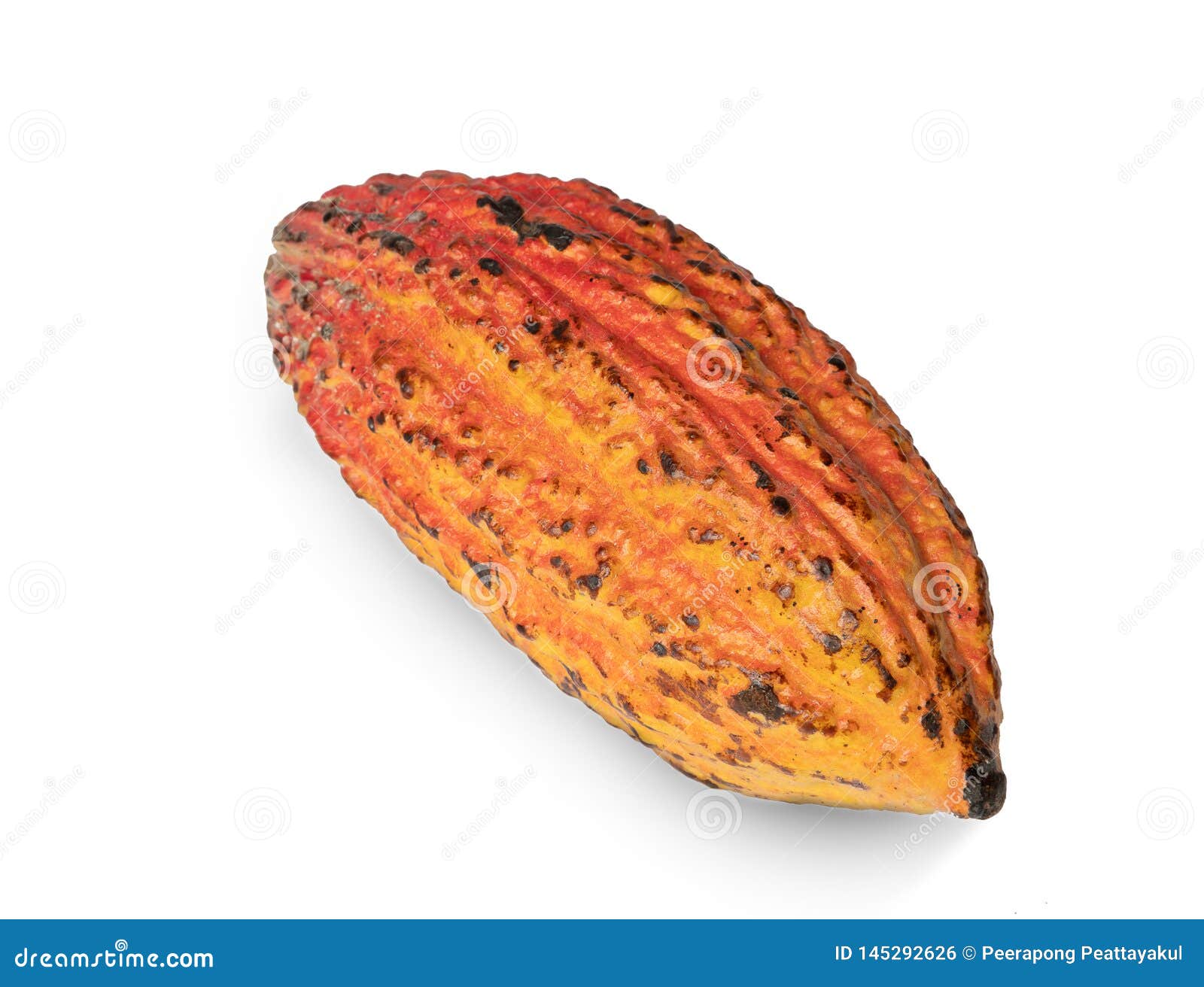 Cacao Fruit, Raw Cacao Beans, Cocoa Pod on White Background Stock Photo Image of brown, nature