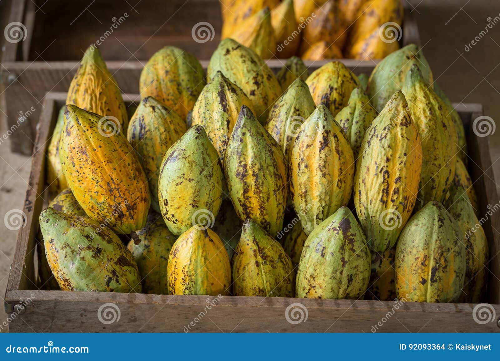 Cacao Fruit, Raw Cacao Beans, Cocoa Pod Background Stock Photo Image