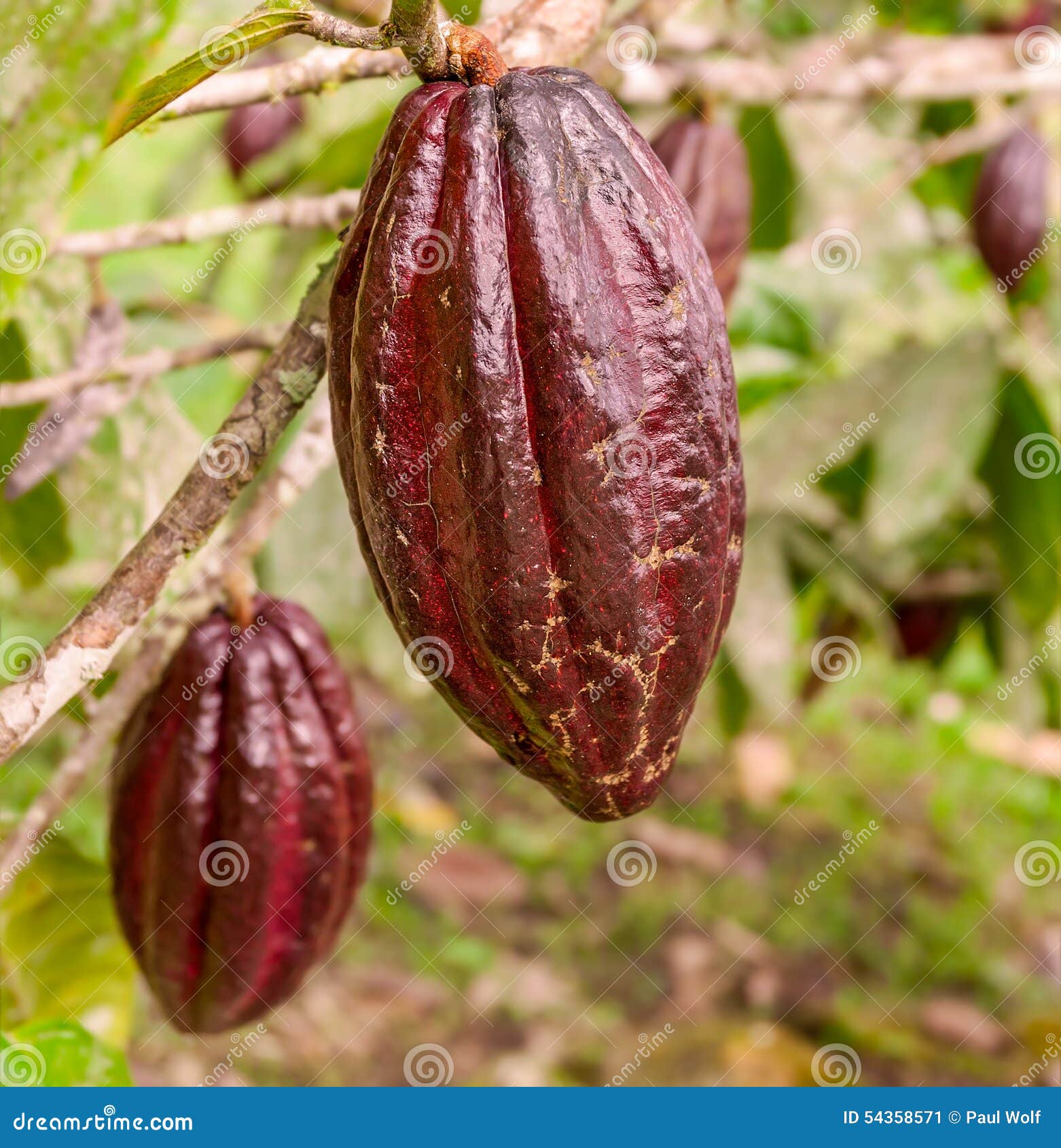 Cacao Fruit stock image. Image of crop, tree, agriculture 54358571