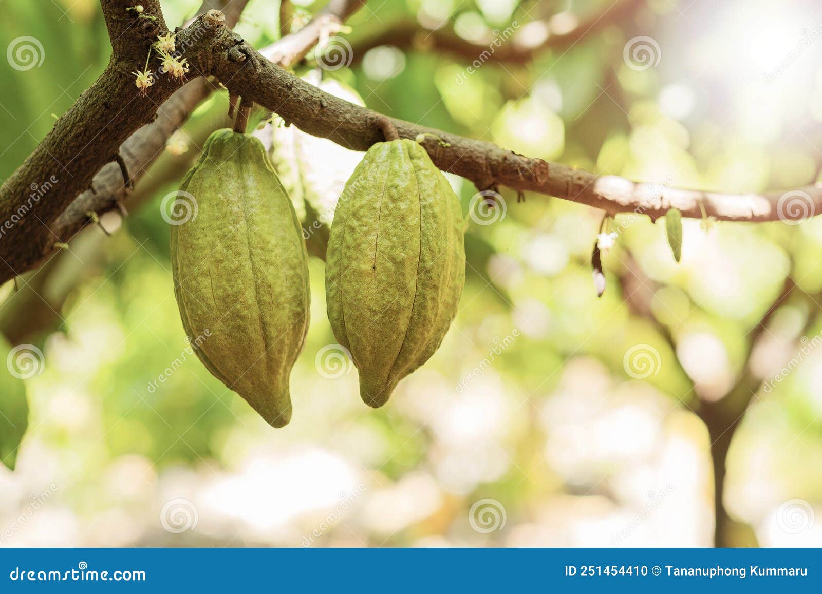 Cacao Fruit on a Cacao Tree Stock Photo Image of chocolate, crop