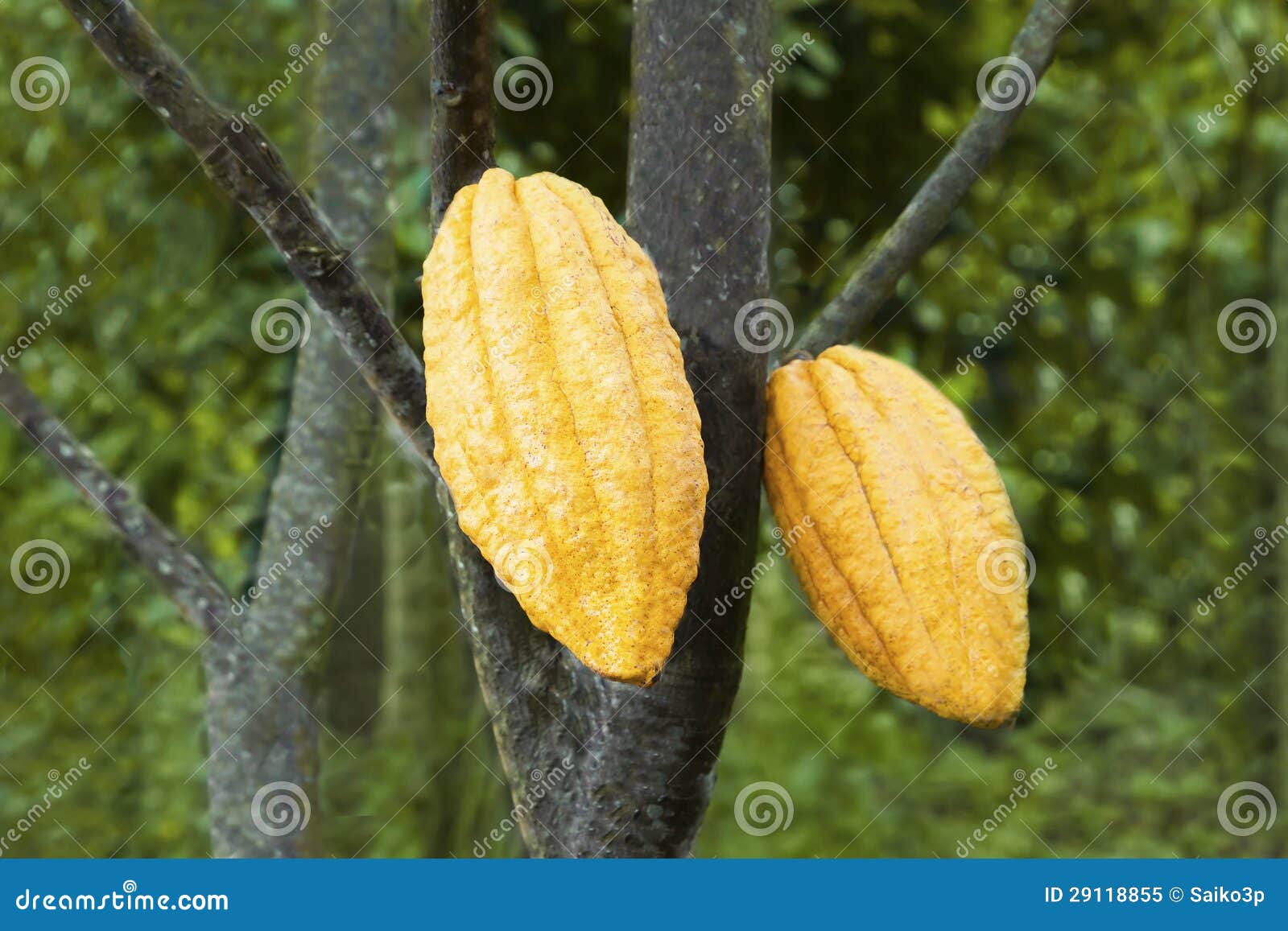 Cacao fruits stock image. Image of bali, hawaii, america 29118855