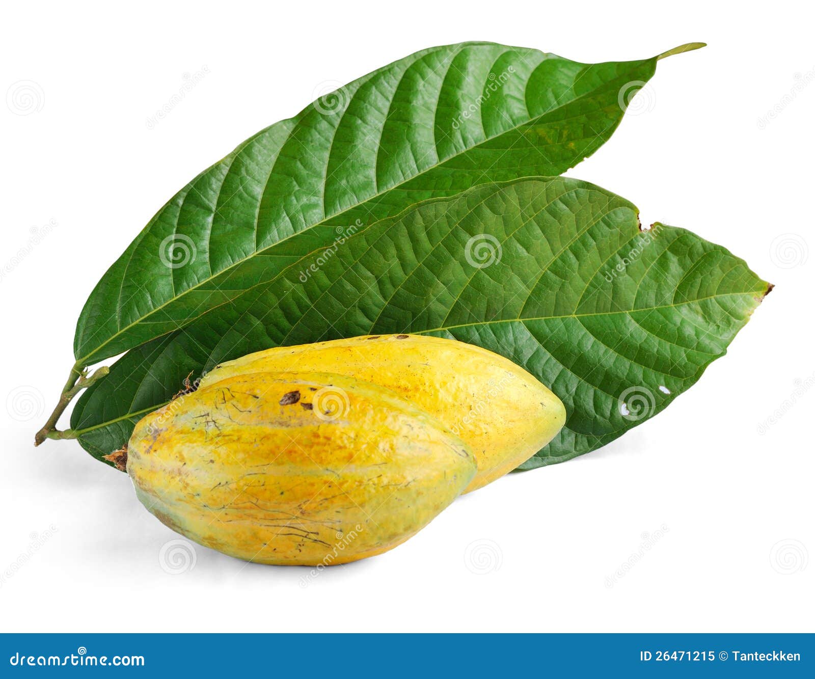 Cacao fruits with leaf stock image. Image of grain, food 26471215