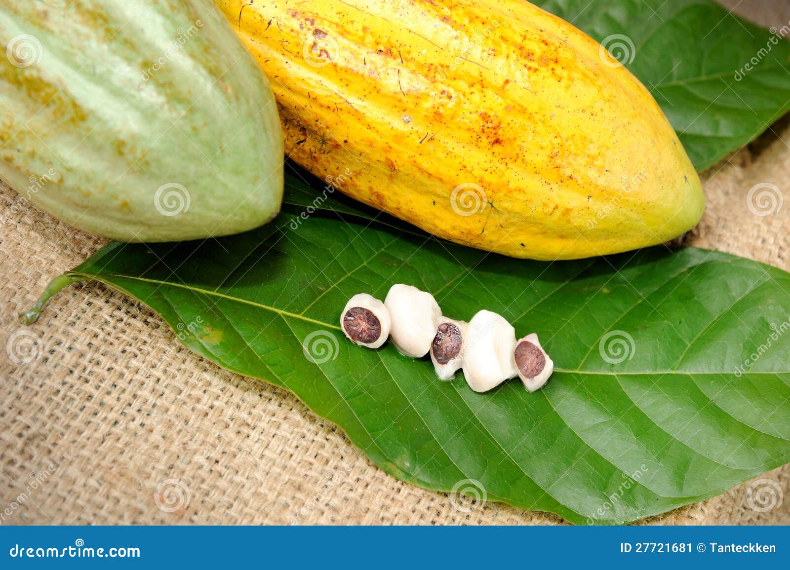 Cacao fruits with leaf stock image. Image of fruit, delicious 27721681