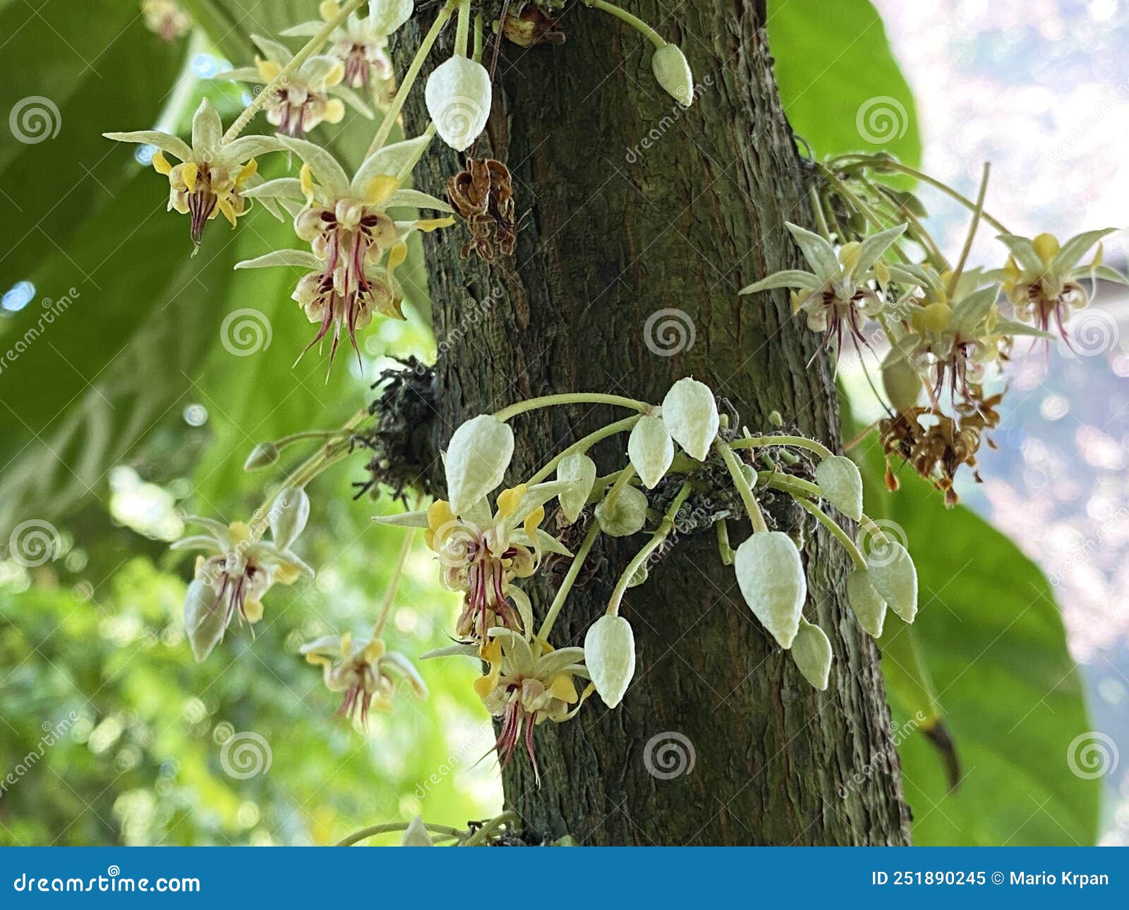 cacao tree / theobroma cacao / cocoa tree, kakaobaum, ÃÂ¡rbol del cacao, kakao-baum, cacaotero, cacaotier, cacaoyer