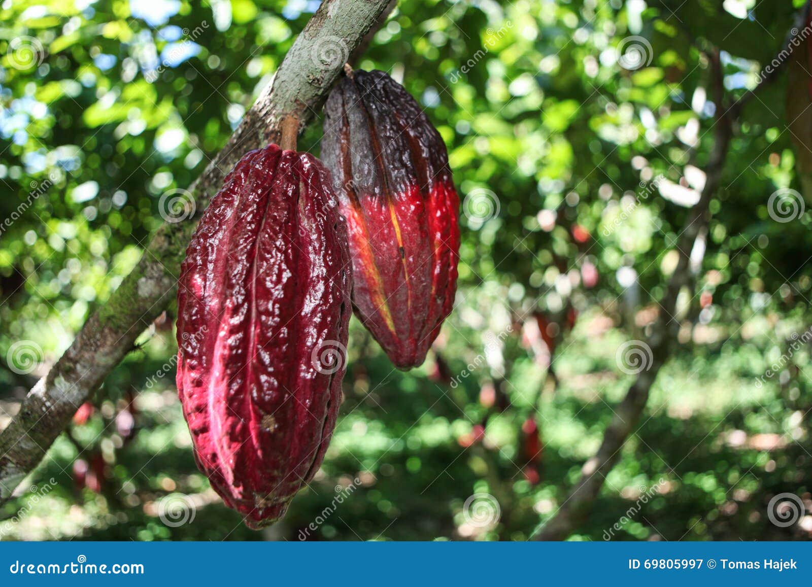 Cacaovruchten Op Boom Stock Afbeelding. Image Of Vrucht - 69805997
