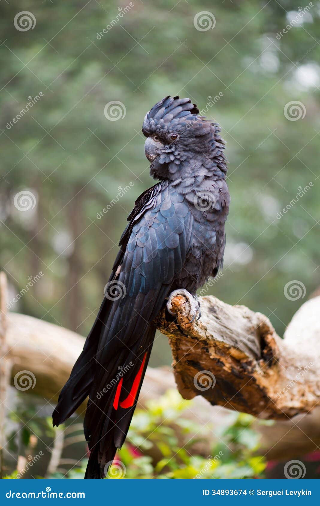 un oiseau -ajonc - 16 juillet  trouvé par René le lillois  Cacatos-noir-rouge-coup-la-queue-34893674