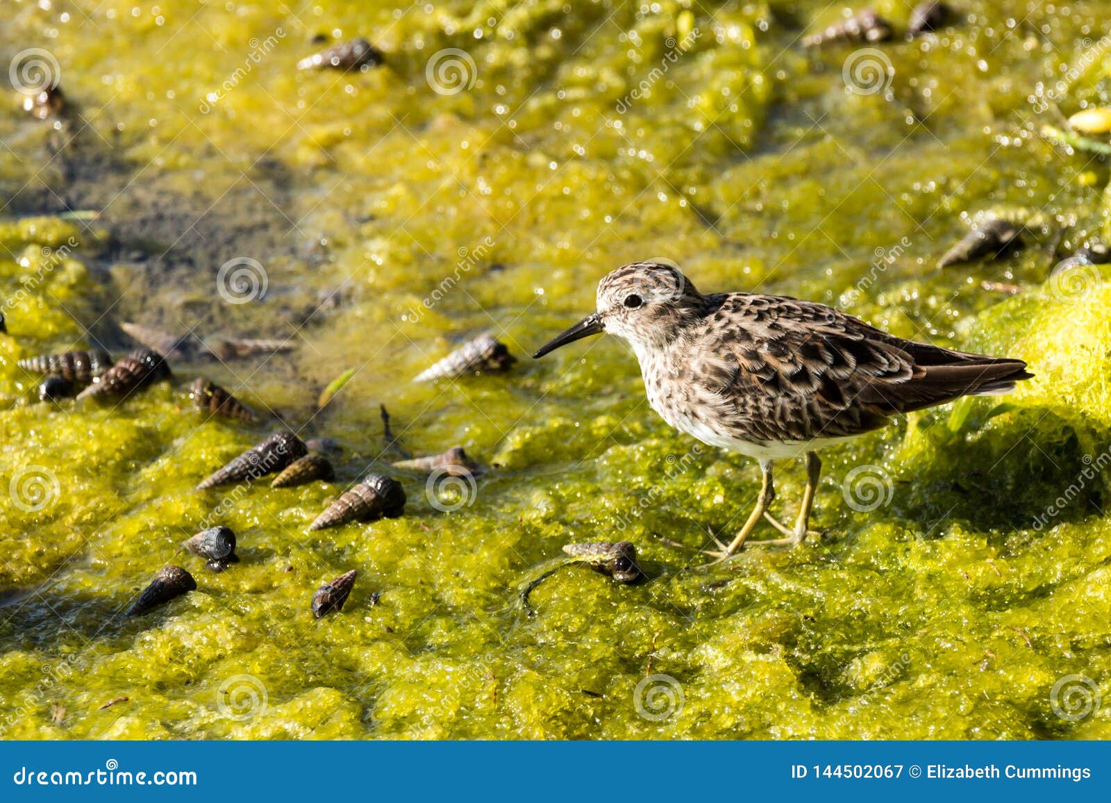 Caccia agli'uccelli della riva per la cena nel sorriso verde, California, los, Angeles, arancia, contea, La, spiaggia, sabbia, sabbiosa, costa, spuma, acqua, costiera, oceano, salato, bagnato, acquatico, melma, alimentazione, bacetto