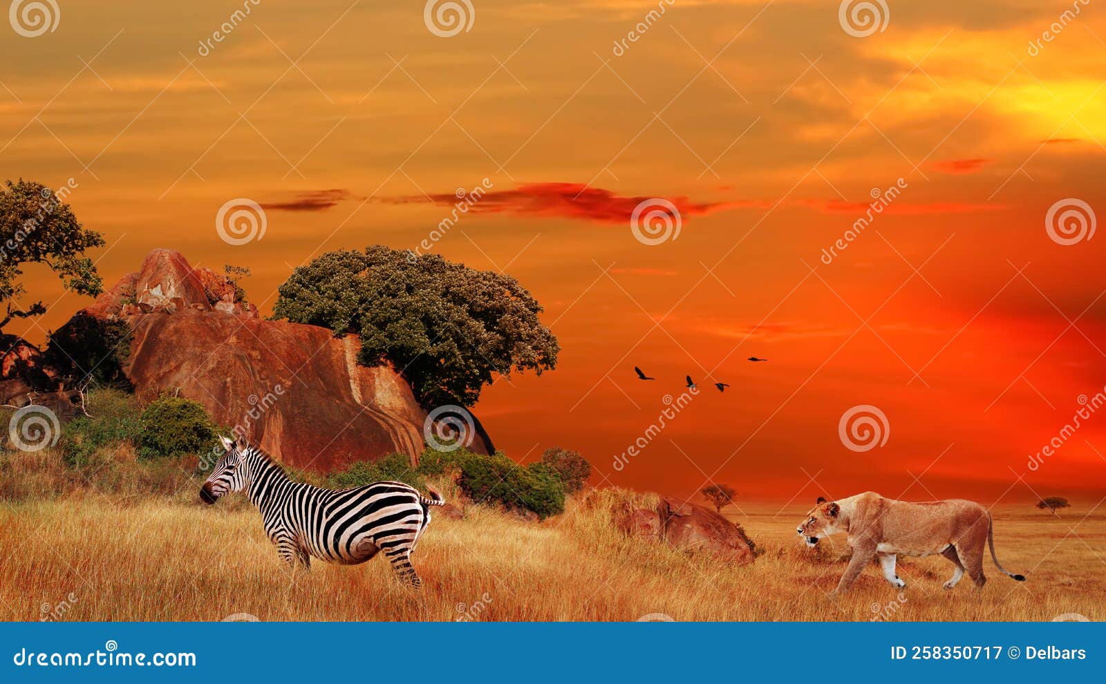 Cacería De Leones En Cebra. áfrica Salvaje. Parque Nacional Serengeti En  Tanzania. Imagen de archivo - Imagen de tanzania, grupo: 258350717