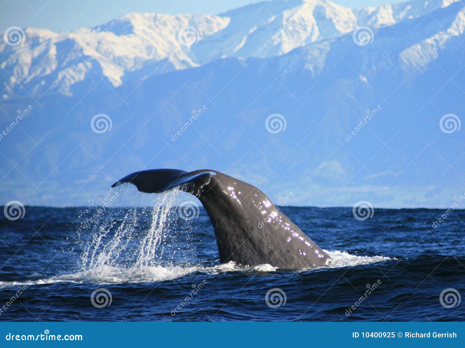 book les tuniques bleues