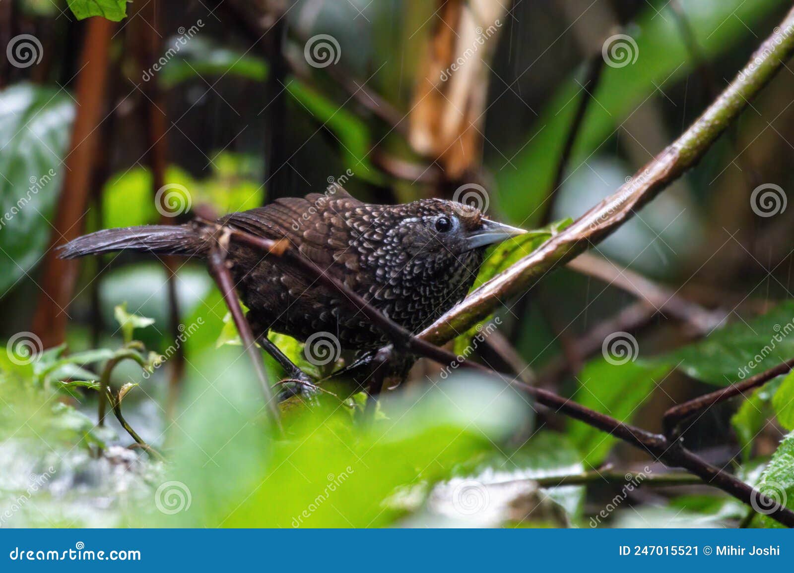 cachar wedge-billed babbler or chevron-breasted babbler stachyris roberti spotted in mishmi hills