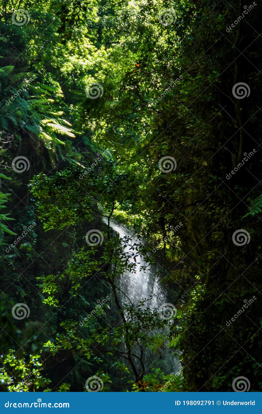 Uma cachoeira na floresta com um fundo verde