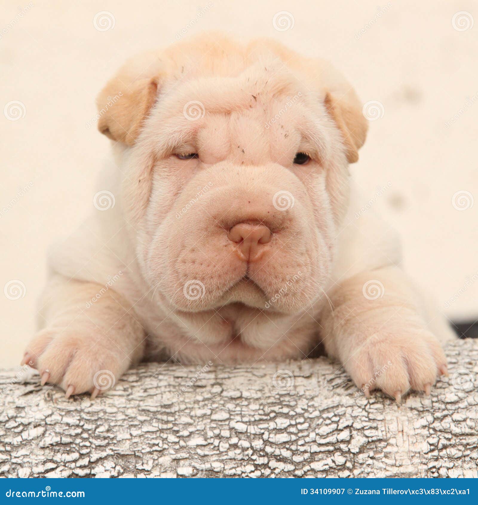 Cachorrinho bonito de Shar Pei no fundo claro. Cachorrinho bonito de Shar Pei que olha o no fundo claro