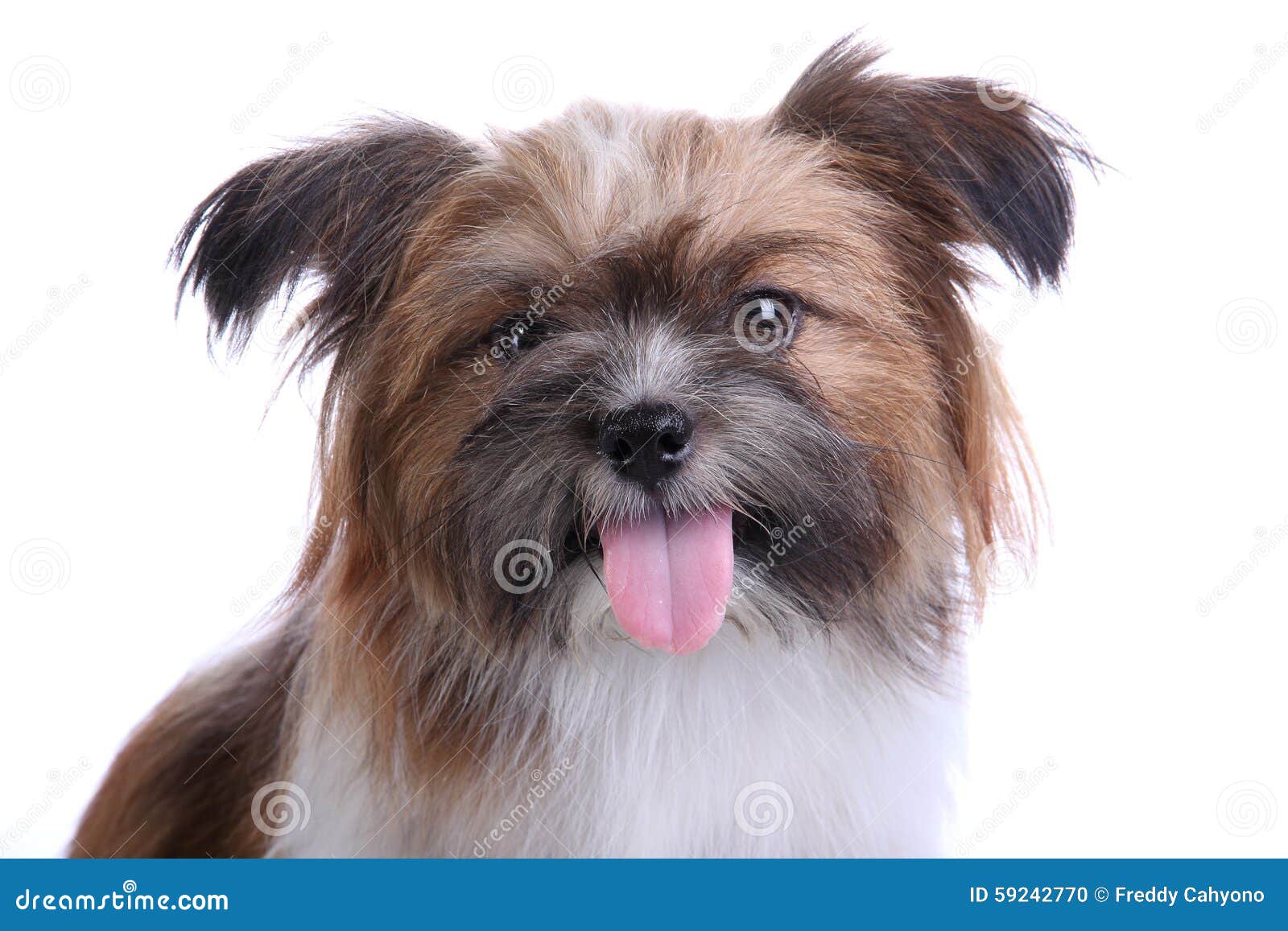 637 Fotos de Stock de Yorkshire Terrier Com Cabelo Longo - Fotos de Stock  Gratuitas e Sem Fidelização a partir da Dreamstime, image size:1600x1157