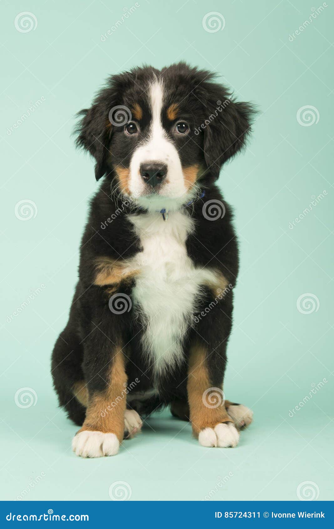 Banco de imagens : natureza, animal, verde, família, vertebrado, Raça cão,  cachorro Grande, Cão de montanha bernese, Cão da montanha do entlebucher,  Cão, como, mamífero, Carnívoro, Pastor inglês, Maior cão suíço montanha