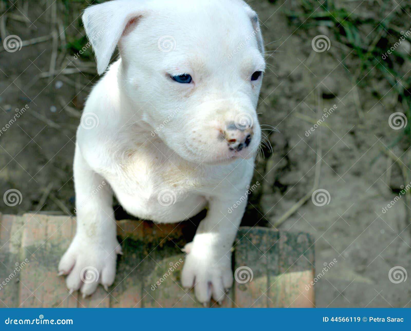 461 Fotos de Stock de Cachorrinho Albino - Fotos de Stock Gratuitas e Sem  Fidelização a partir da Dreamstime, image size:1600x1290