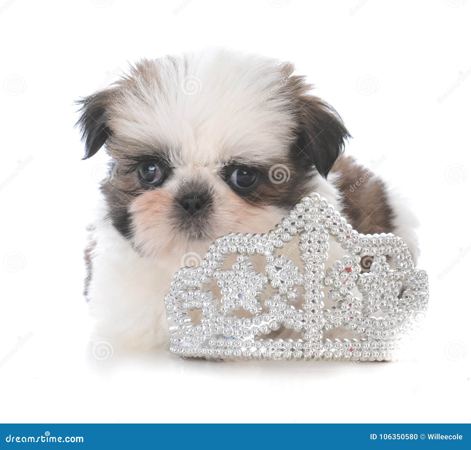 Cachorrinho fêmea do tzu do shih que coloca a tiara interna. Cachorrinho fêmea do tzu do shih que coloca dentro de uma tiara no fundo branco