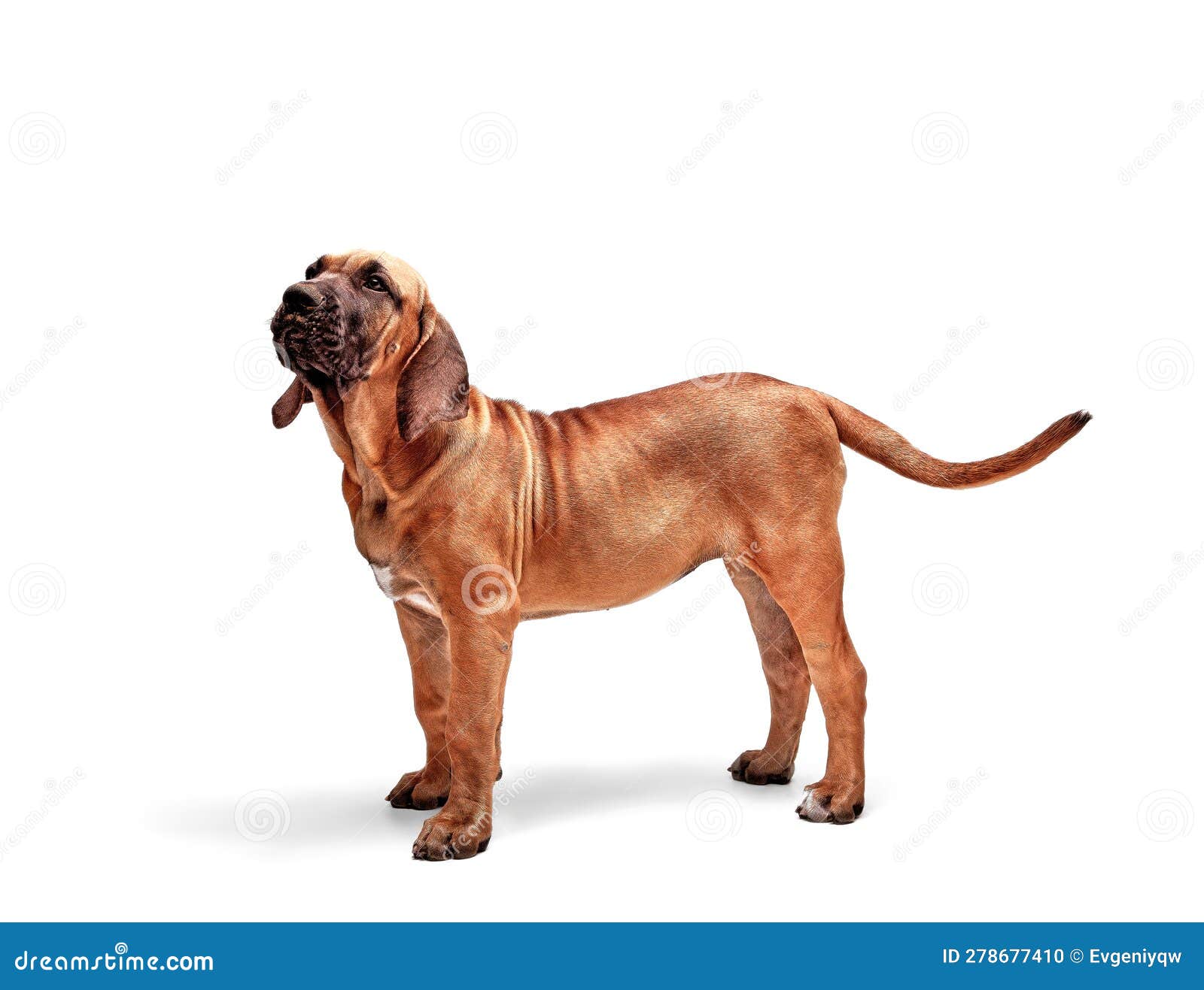 Cachorrinho. Mastiff Brasileiro Também Conhecido Como Fila Brasileiro.  Filhote De Fundo Branco Foto de Stock - Imagem de retrato, proteja:  278677410