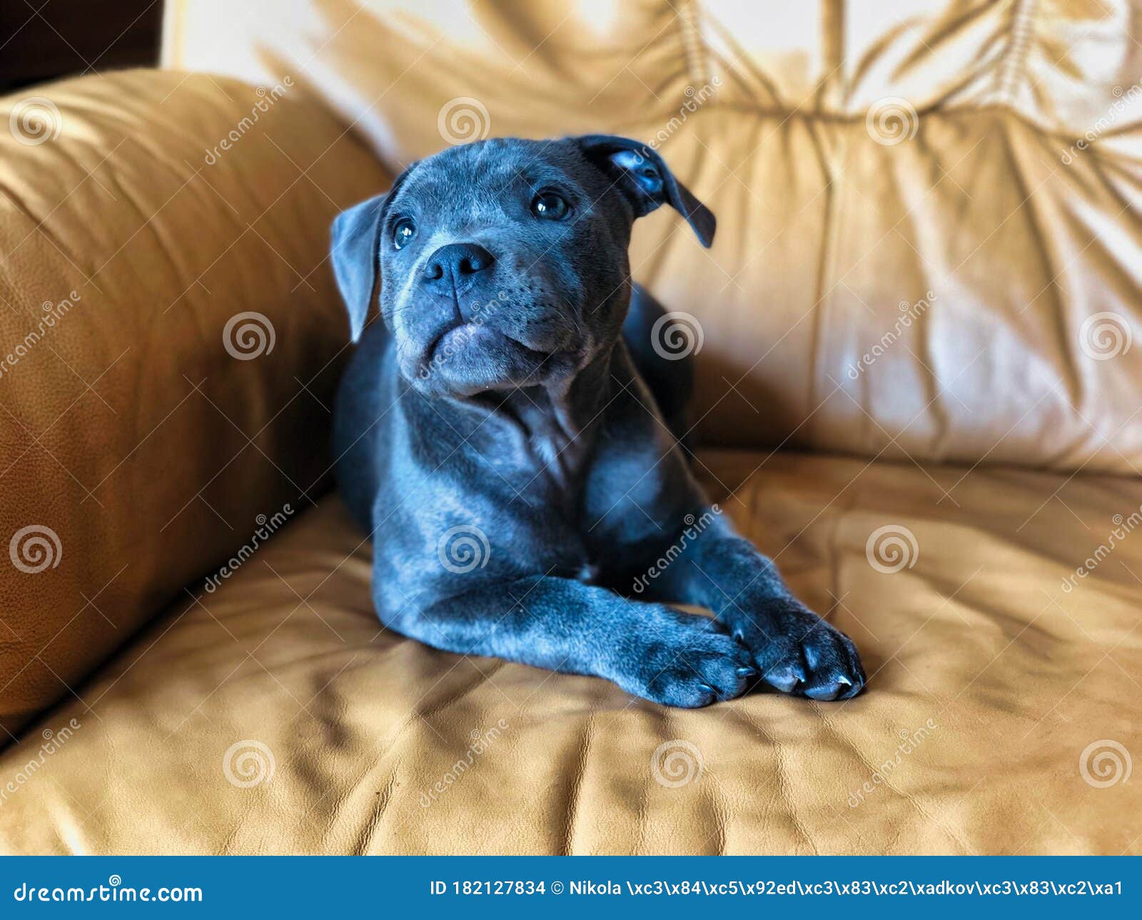 Cachorro De Bull Terrill Terriper De Blue English Tumbado En El Sofá Foto  de archivo - Imagen de animal, aislado: 182127834