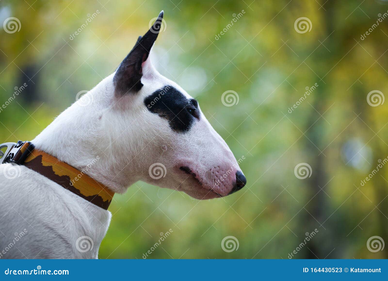 Um cão branco com uma mancha preta em um olho em um parque, pastor