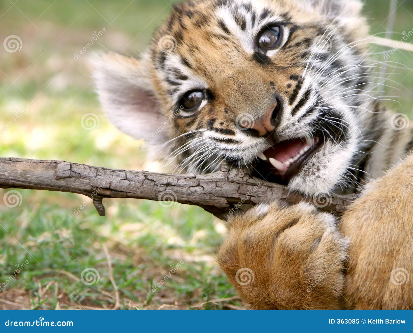 10,799 Tigre Infantil Fotos de stock - Fotos libres de regalías de  Dreamstime, image size:1600x1290