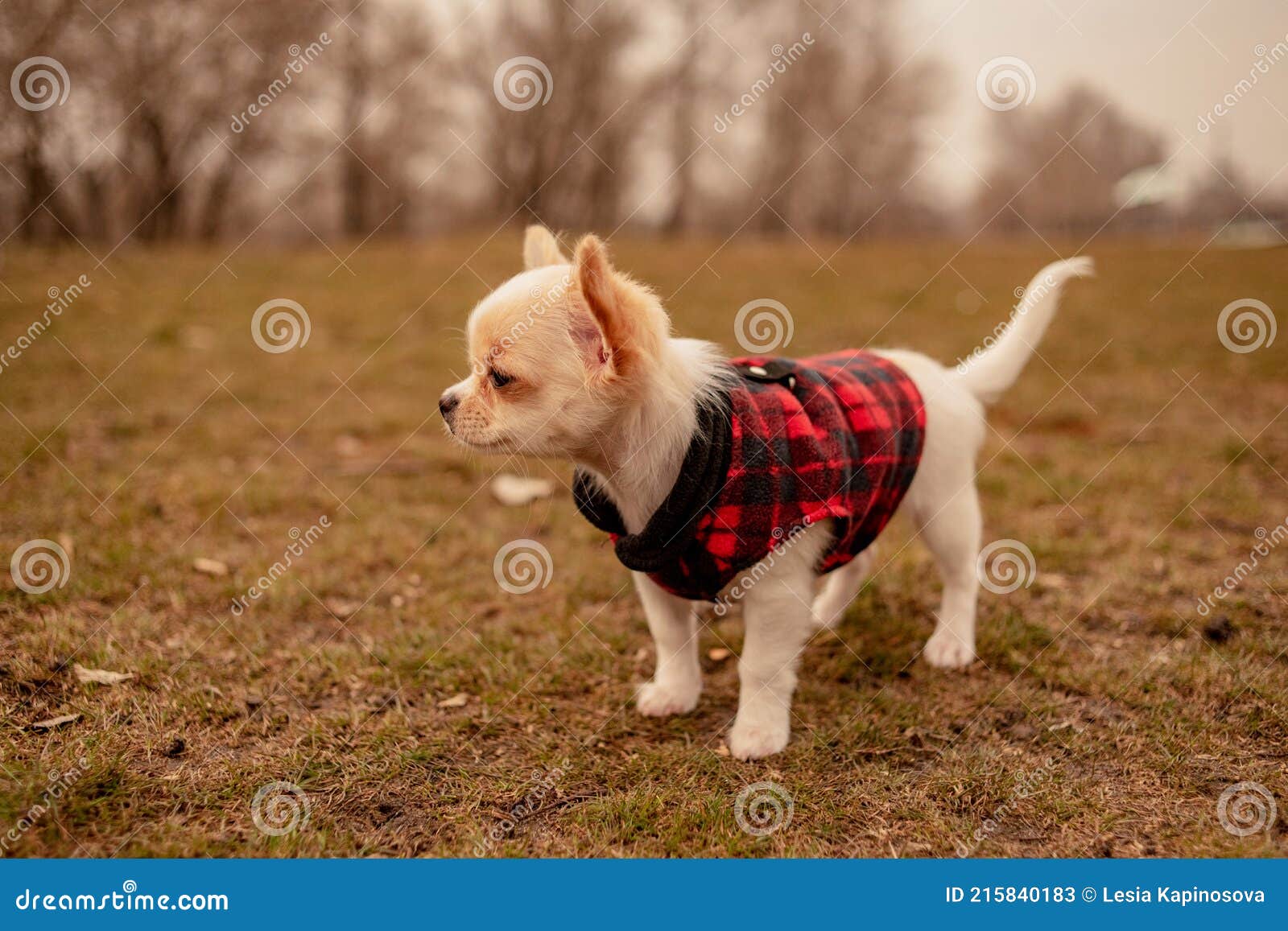 Célula somatica Cusco Rápido Cachorro En El Jardín. Cachorro Blanco Chihuahua En Ropa. Perro. Cachorro  Blanco En Primavera Imagen de archivo - Imagen de lindo, joven: 215840183