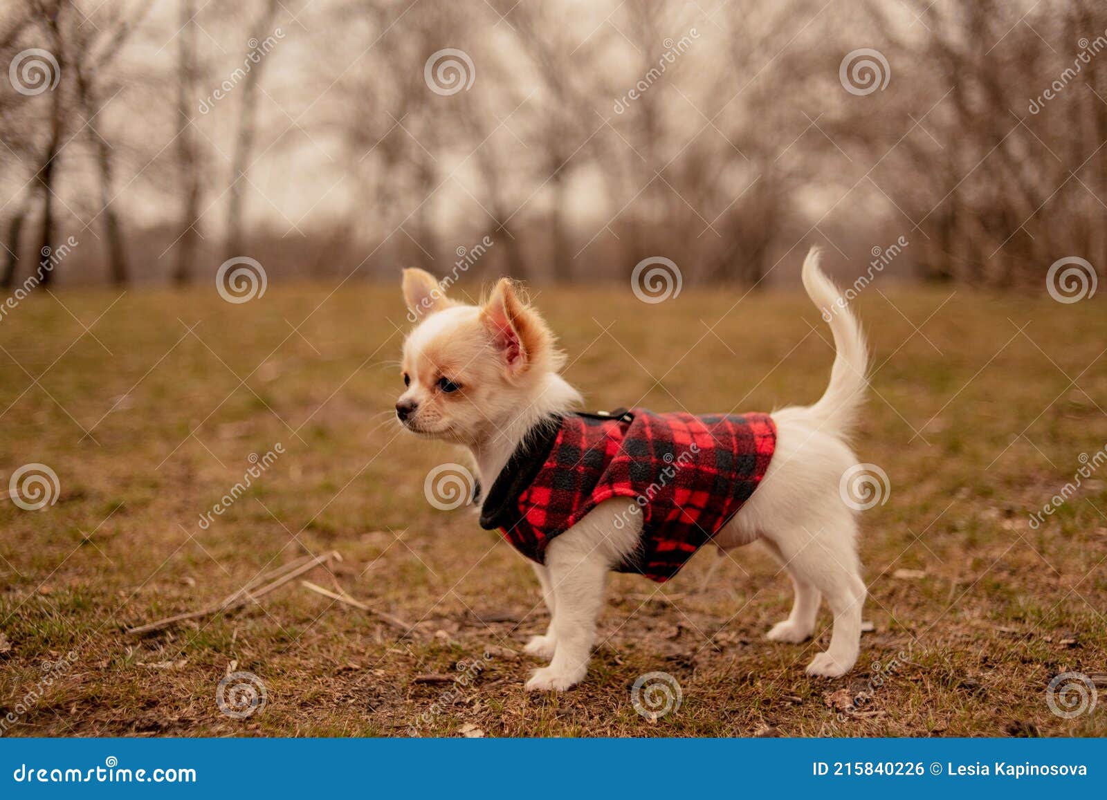 Península Aspirar Antídoto Cachorro En El Jardín. Cachorro Blanco Chihuahua En Ropa. Perro. Cachorro  Blanco En Primavera Foto de archivo - Imagen de mini, poco: 215840226