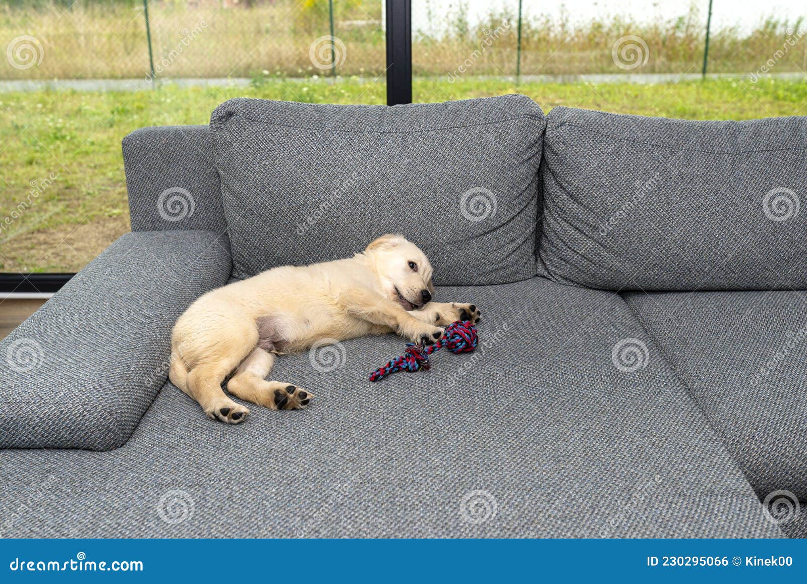 Cachorro Hombre De Recuperación Dorada Jugando Con Una Cuerda En El Sofá En  La Sala De Estar De La Ventana De La Terraza De La Cas Foto de archivo -  Imagen de