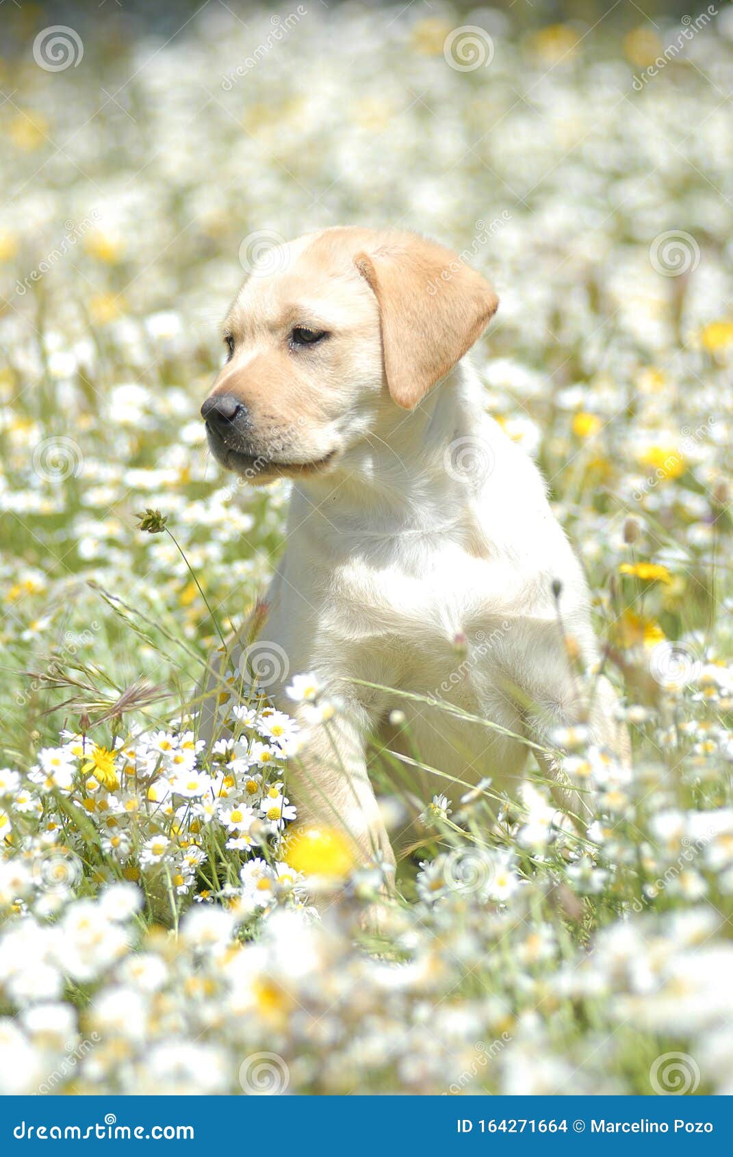 labrador retriever puppy between flowers