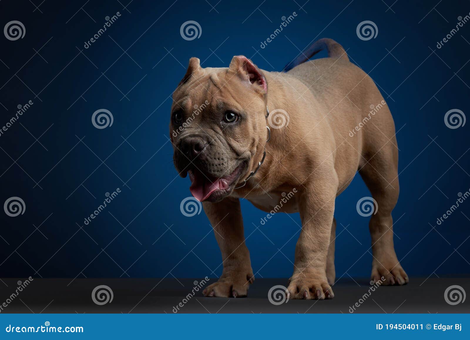 brown puppy on chain, standing and looking to the side