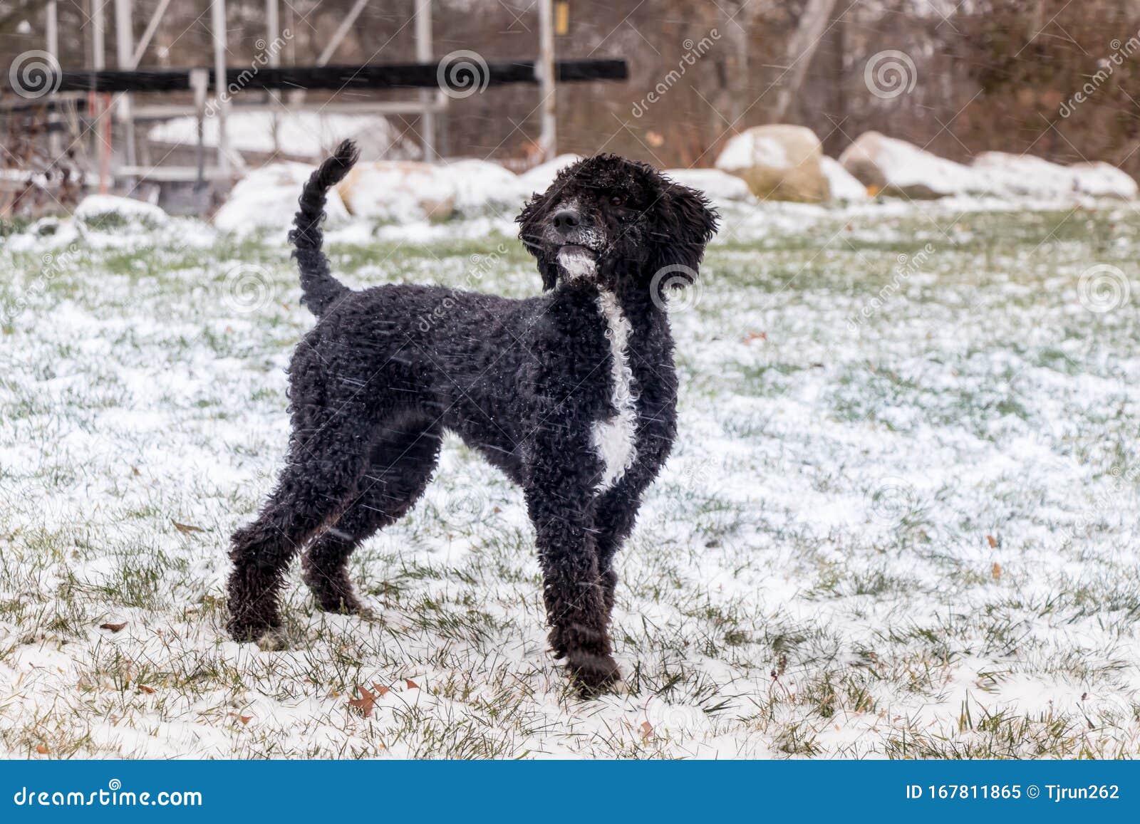Cachorro Portugués De Perro En La Nieve Imagen de archivo - Imagen de negro, 167811865