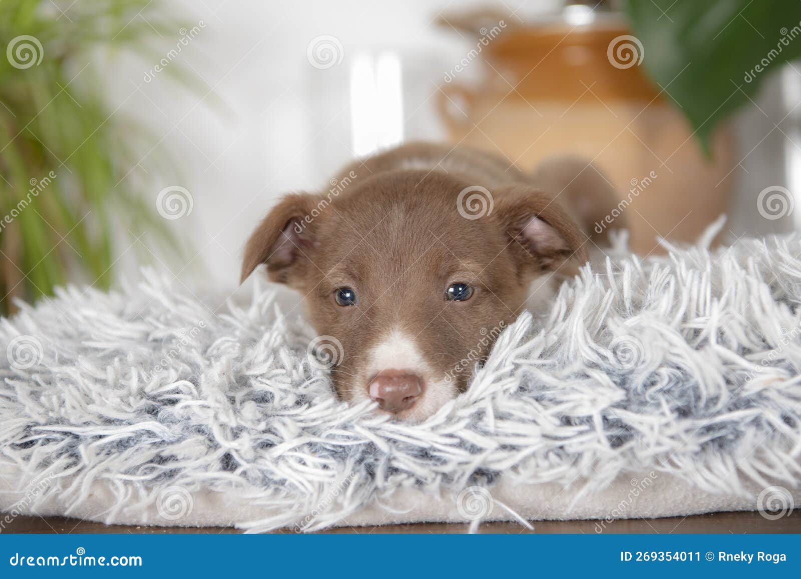 cachorro posando