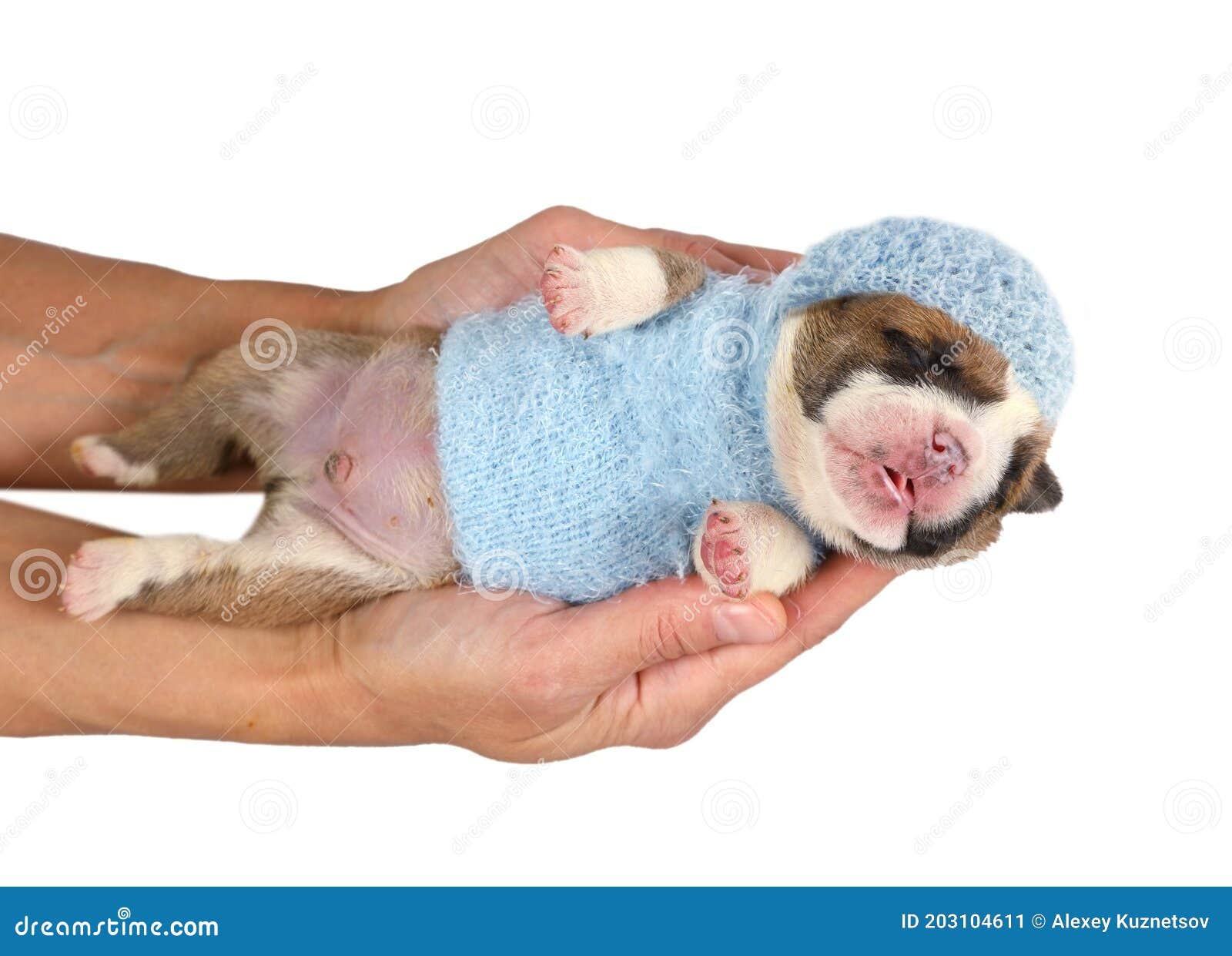 Cachorro Recién Nacido De Bulldog Con Azul Y Una Gorra En Manos Femeninas Imagen de archivo - Imagen de vertebrado, manos: 203104611