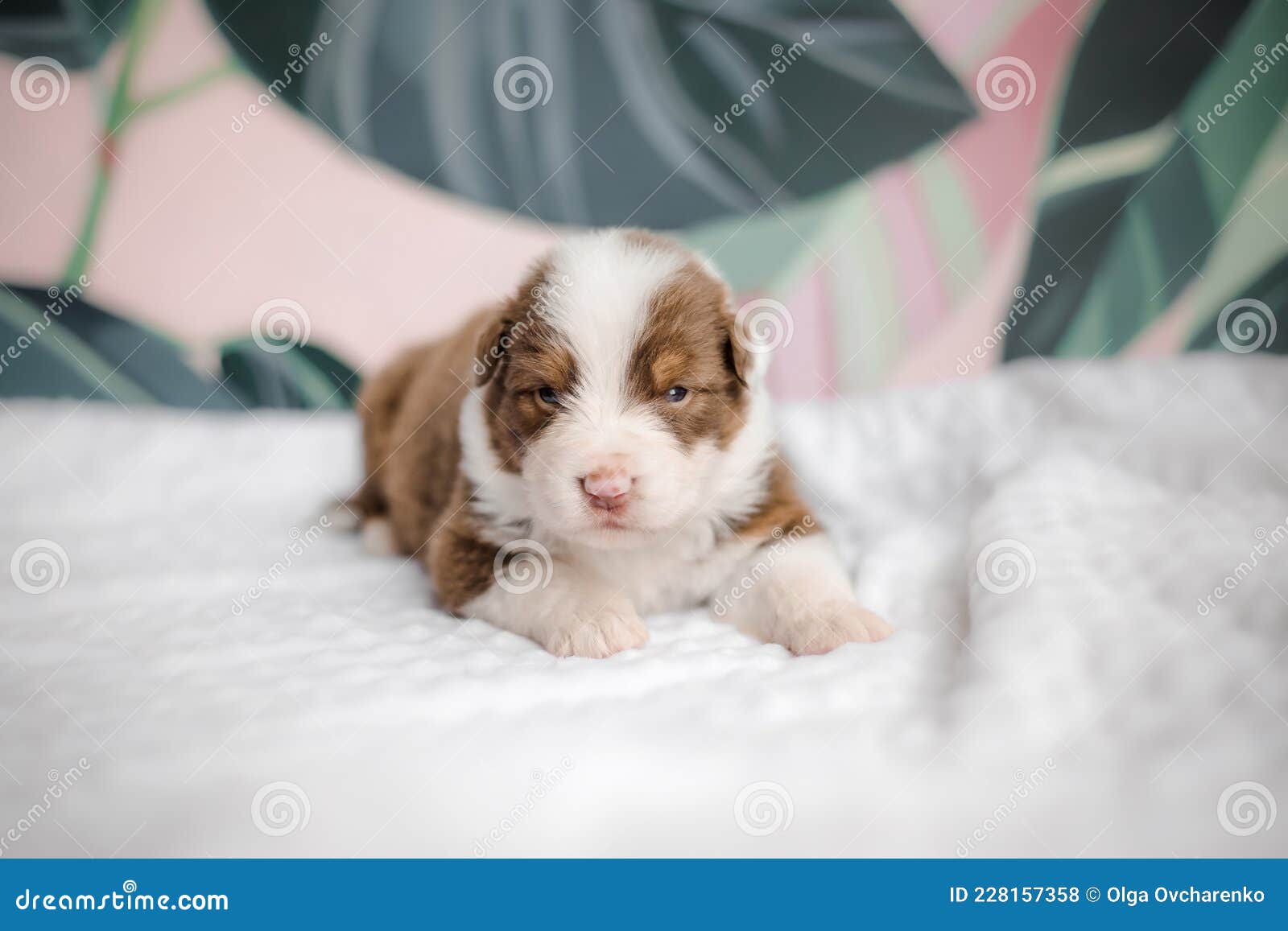 Cachorros En La Cama En Casa. Mirar a La Cámara. Mascotas Y Perros