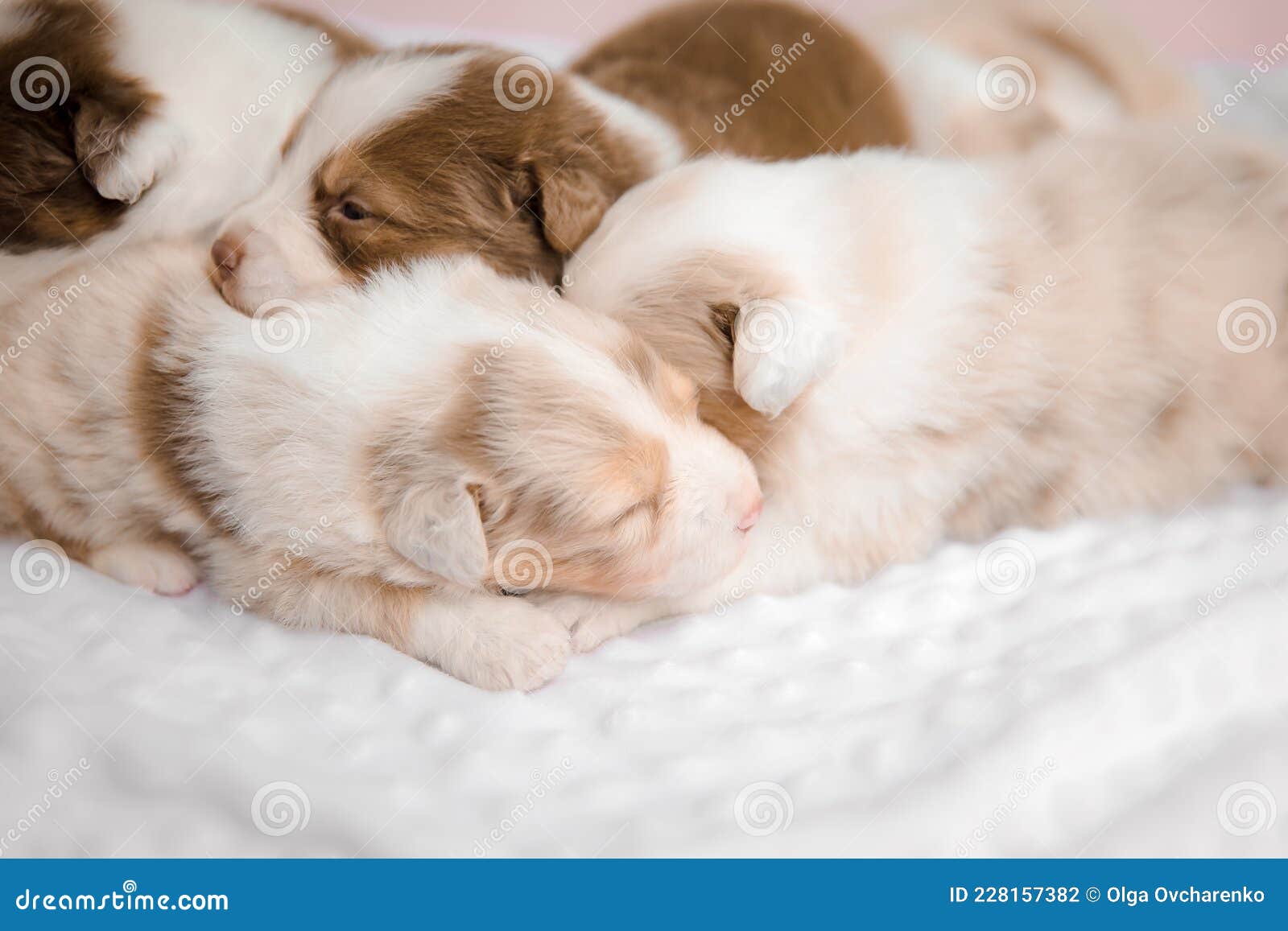 Cachorros En La Cama En Casa. Mirar a La Cámara. Mascotas Y Perros  Domésticos Adorables Foto de archivo - Imagen de cama, poco: 228157382