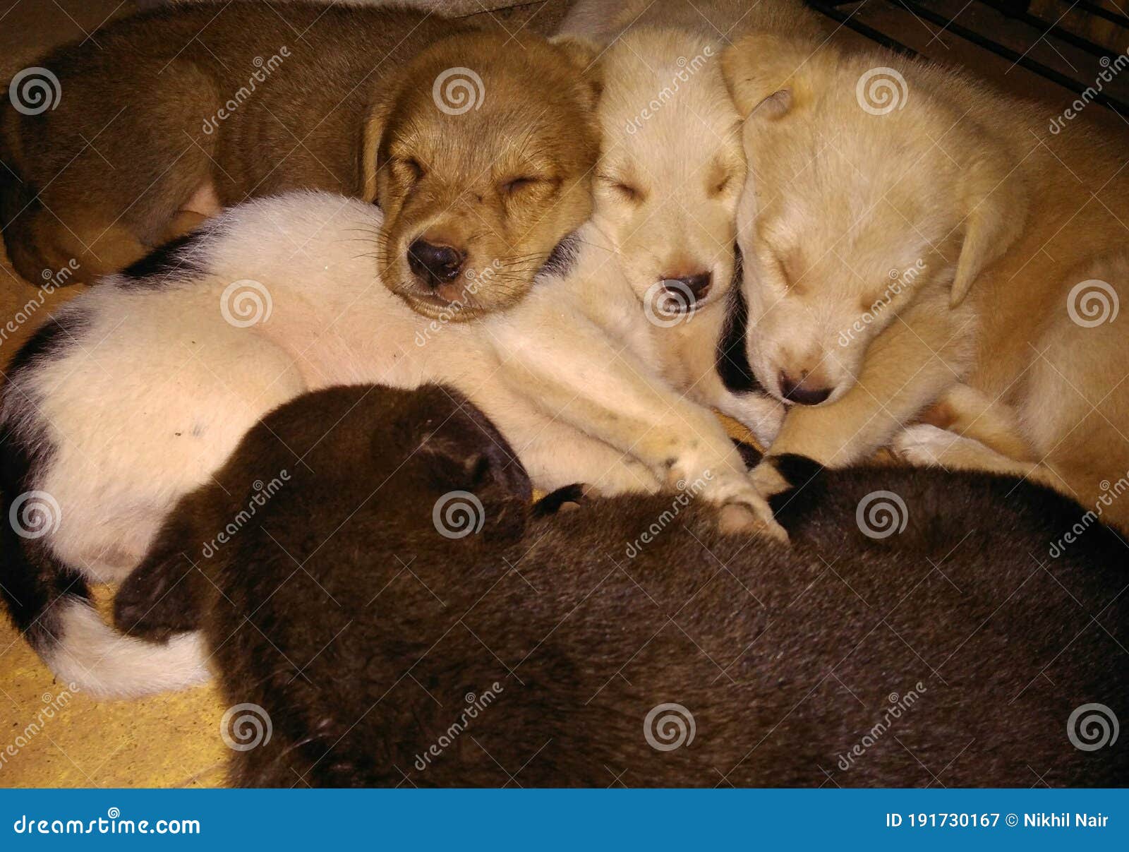 Cachorros Pequeños Durmiendo Juntos Una Imagen Grupal Imagen de archivo -  Imagen de grupo, junto: 191730167