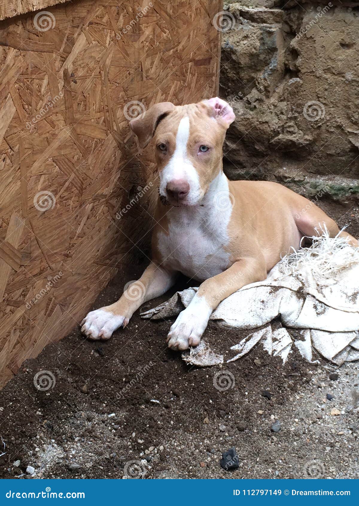 cachorros pitbull jugando juntos y felices