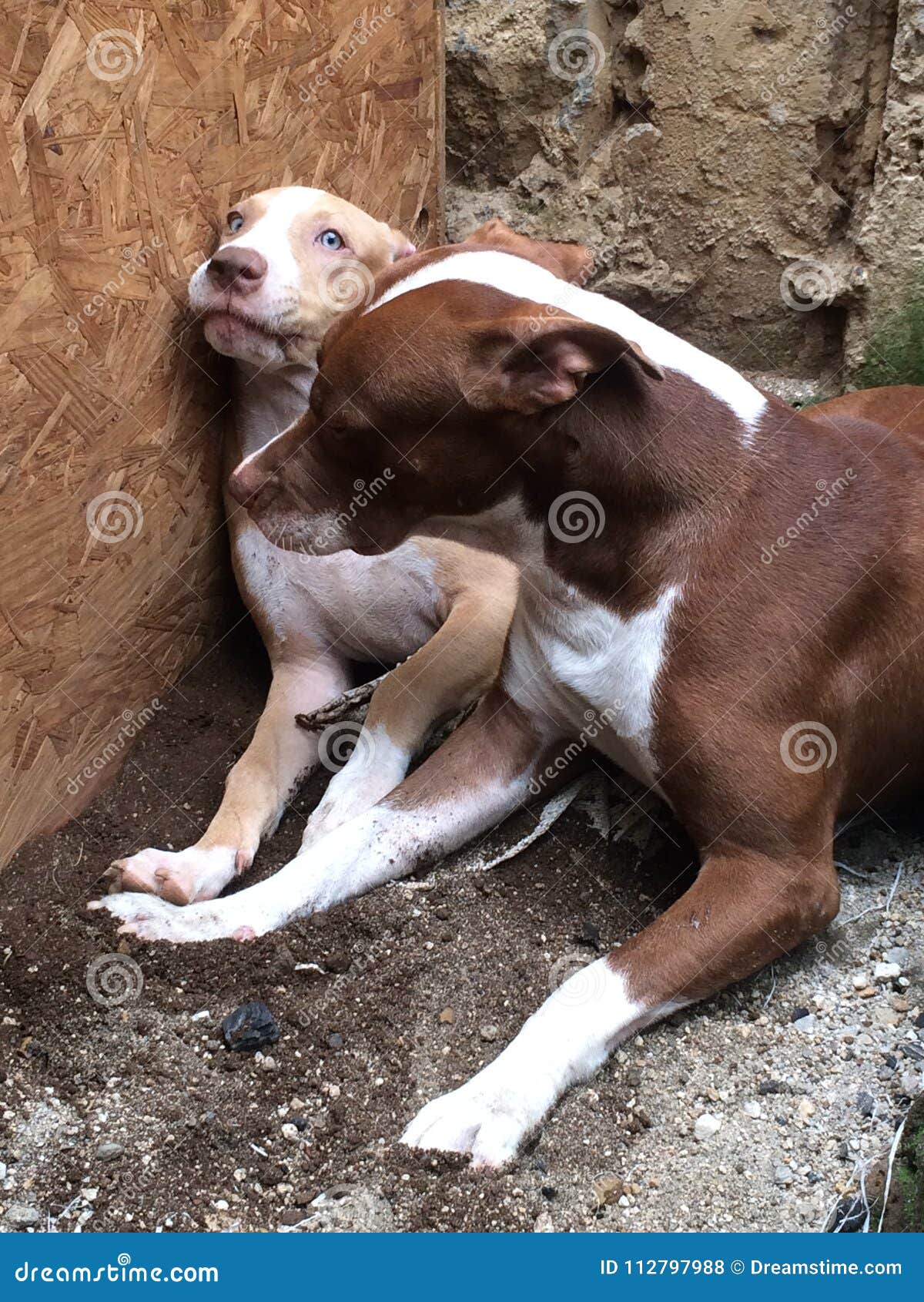 cachorros pitbull jugando juntos y felices