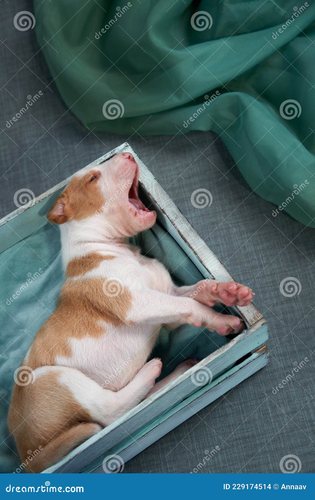 Cachorros Recién Nacidos En La Decoración. Galgo De Perro. Foto de - Imagen de retrato, newborn: