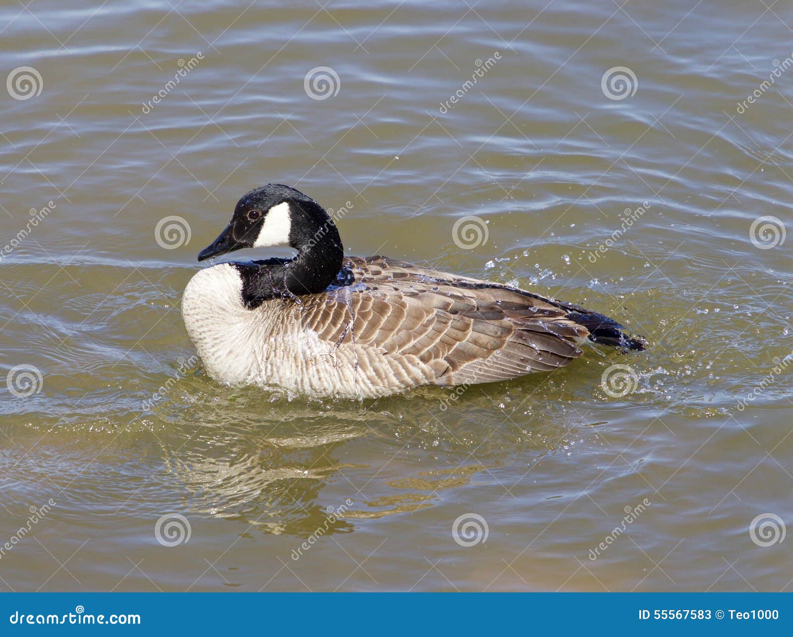 The Cackling Goose is Washing Stock Image Image of goose, black 55567583