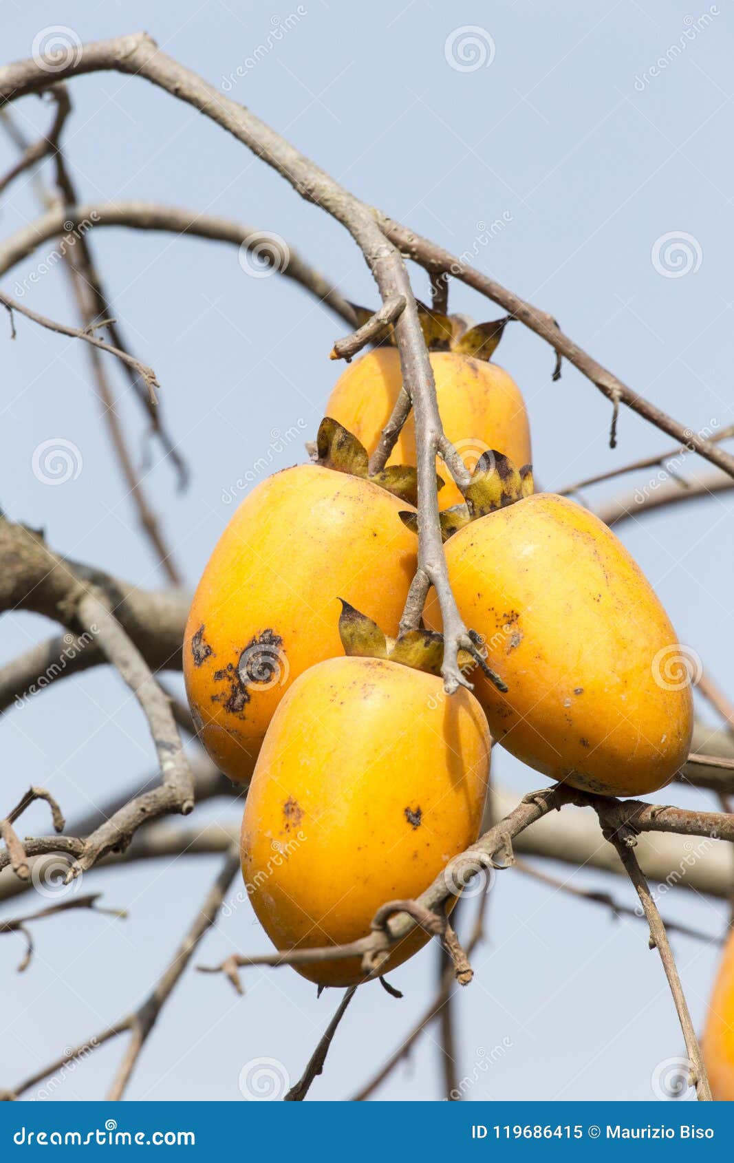 caco fruits on tree