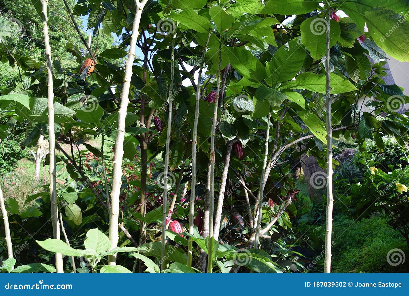 Cacoa Pods Growing at a `Chocolate` Farm Stock Photo Image of crop