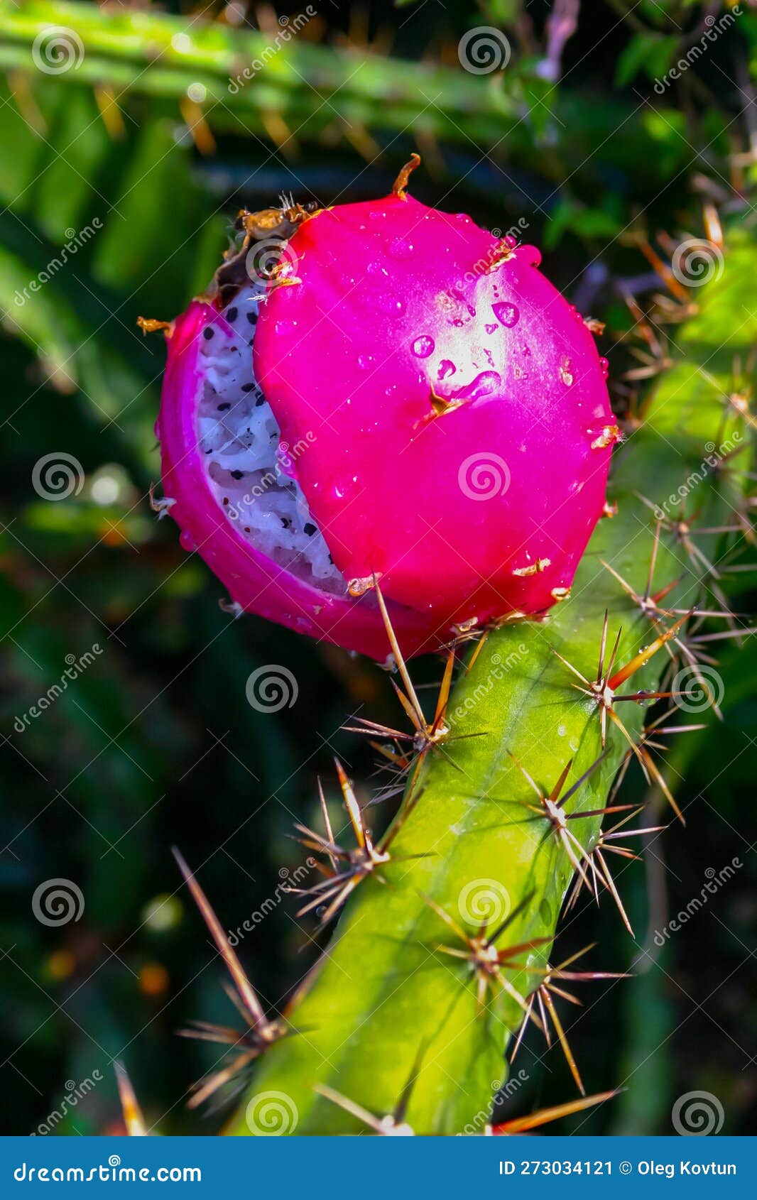 (cactaceae) harrisia (eriocereus sp.) red fruit with seeds on a cactus trunk