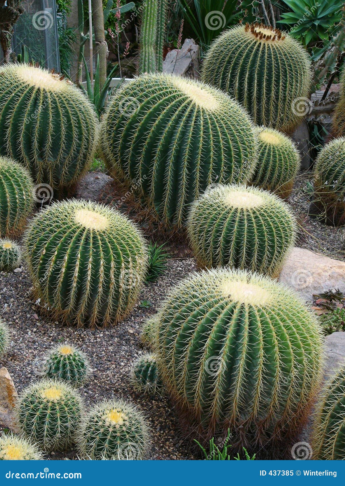 cacti