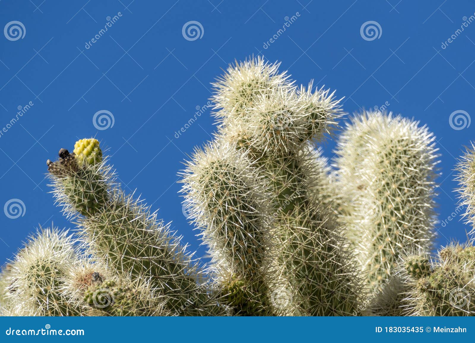 Cacti of Arizonaâ€™s Sonoran Desert Stand Like a Vast, Silent Army at ...
