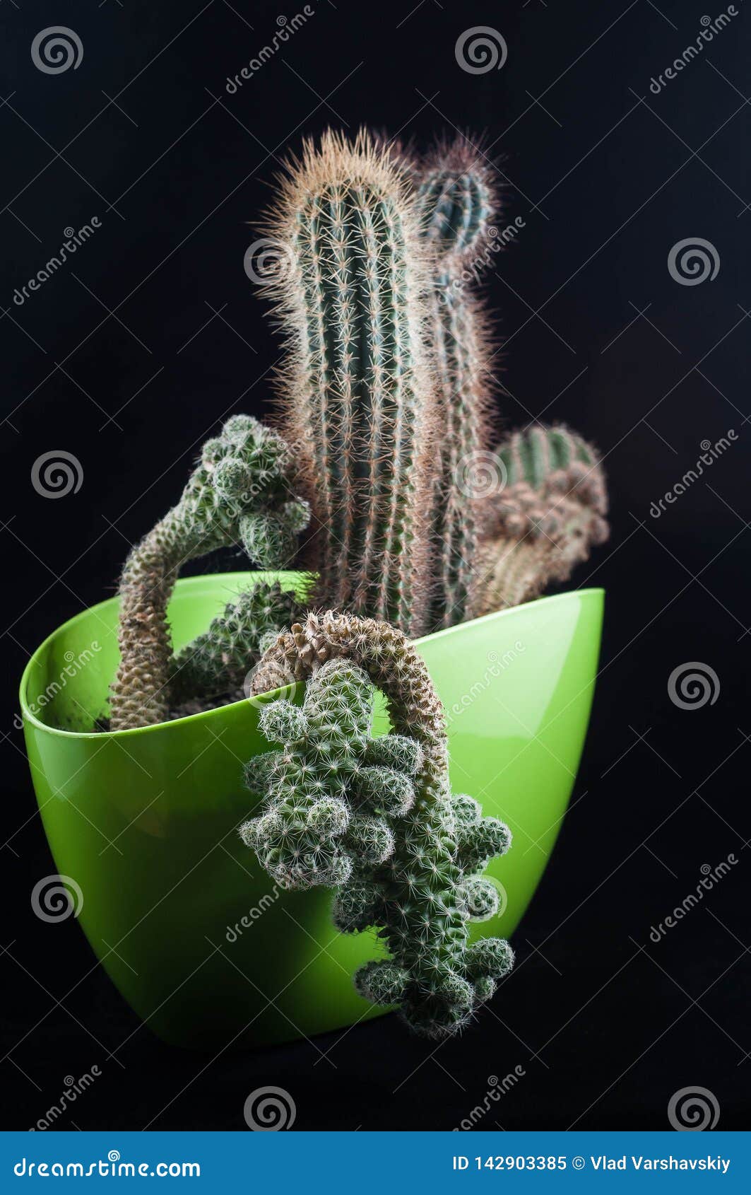 Cacti As a Trend in the Interior of the Office and at Home Stock Image Image of leaves, trend
