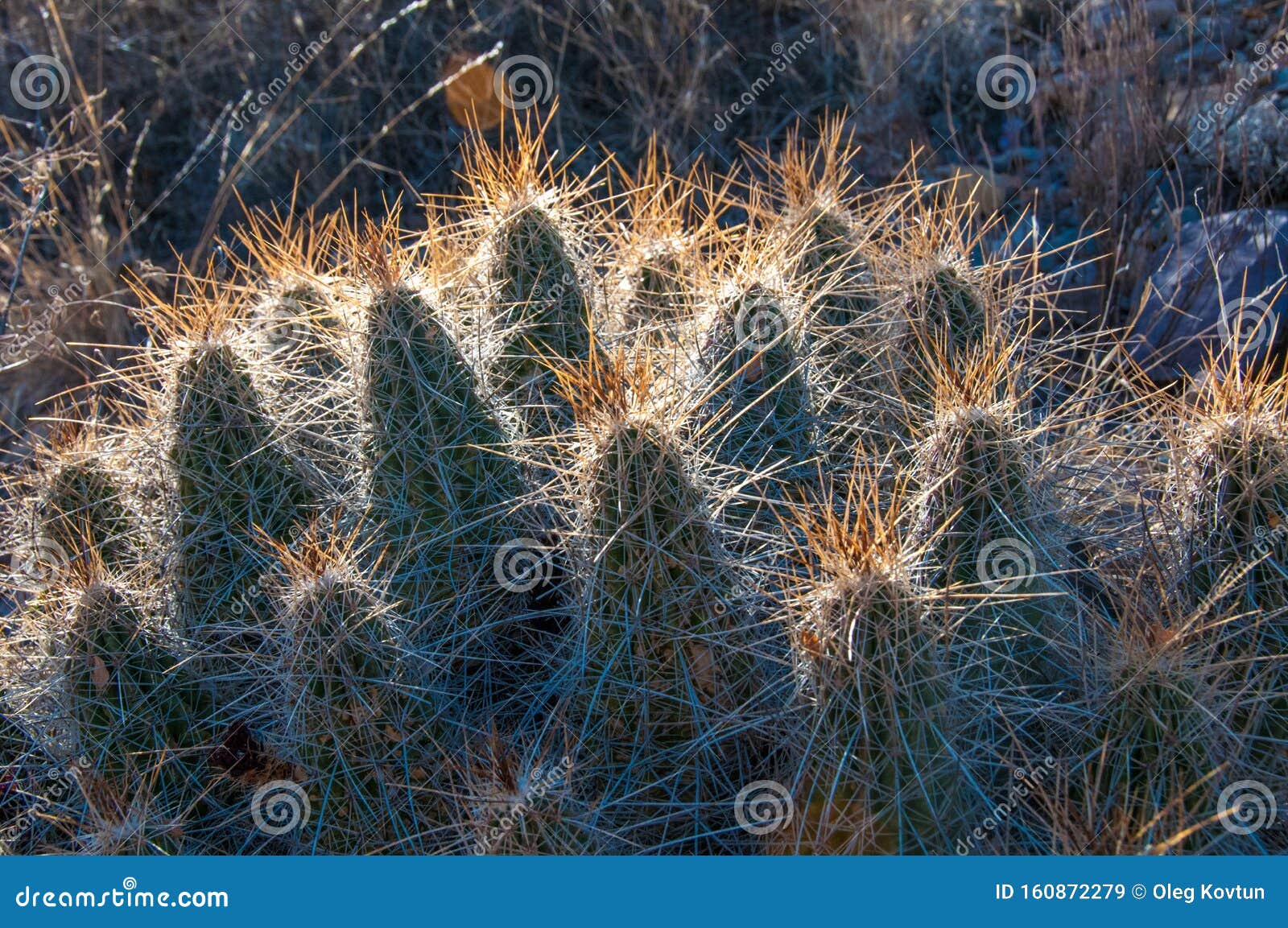 Echinocereus Stramineus: Strawberry Hedgehog Cactus, Straw-colored ...