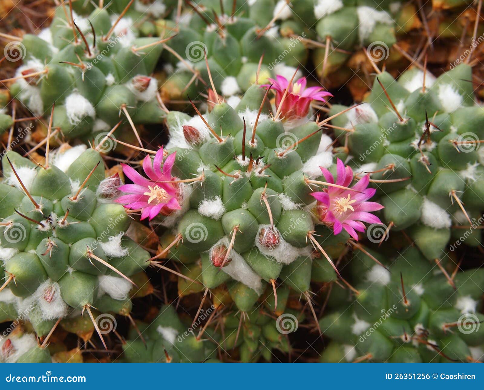 Cacti blossom stock photo. Image of weather, close, yellow 26351256