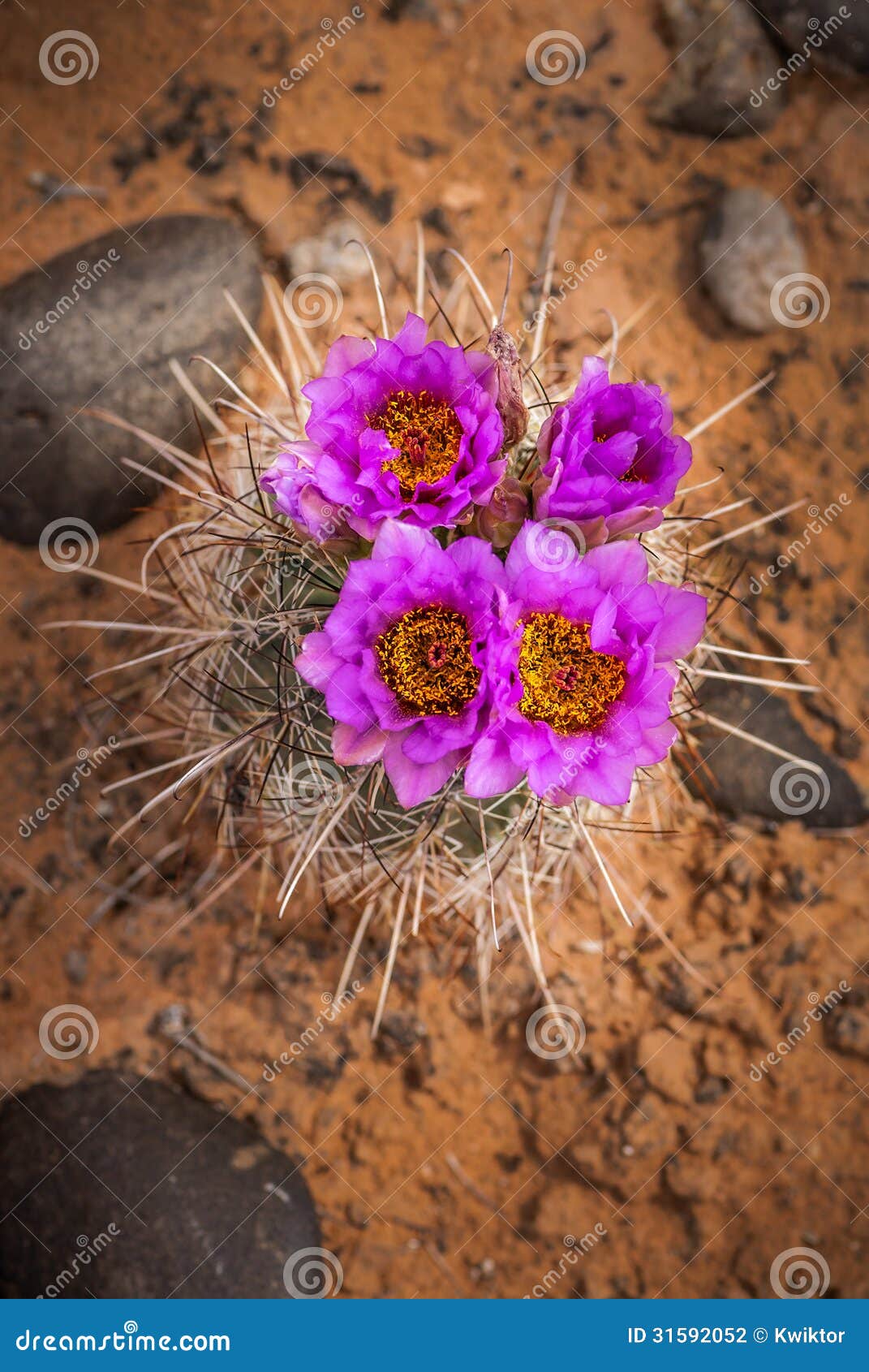 Cacti Blossom stock photo. Image of sunny, outdoor, nature 31592052