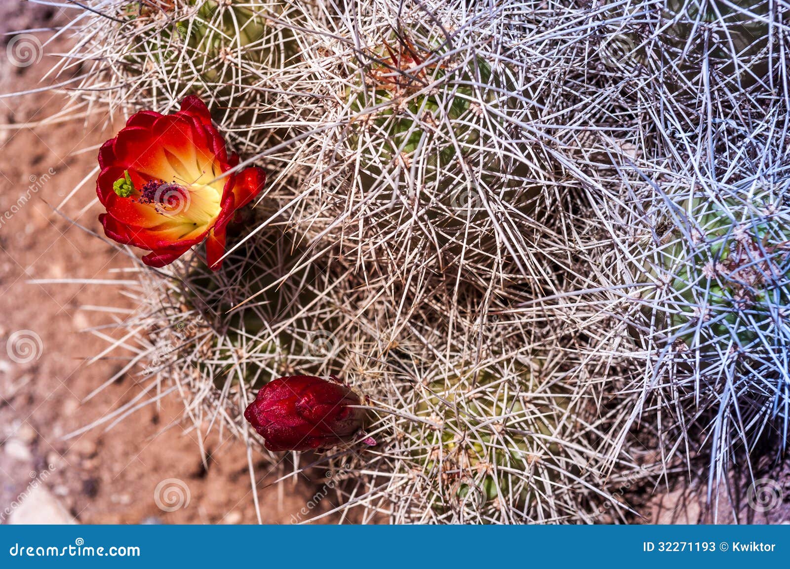 Cacti blossom stock image. Image of moab, wasteland, canyon 32271193
