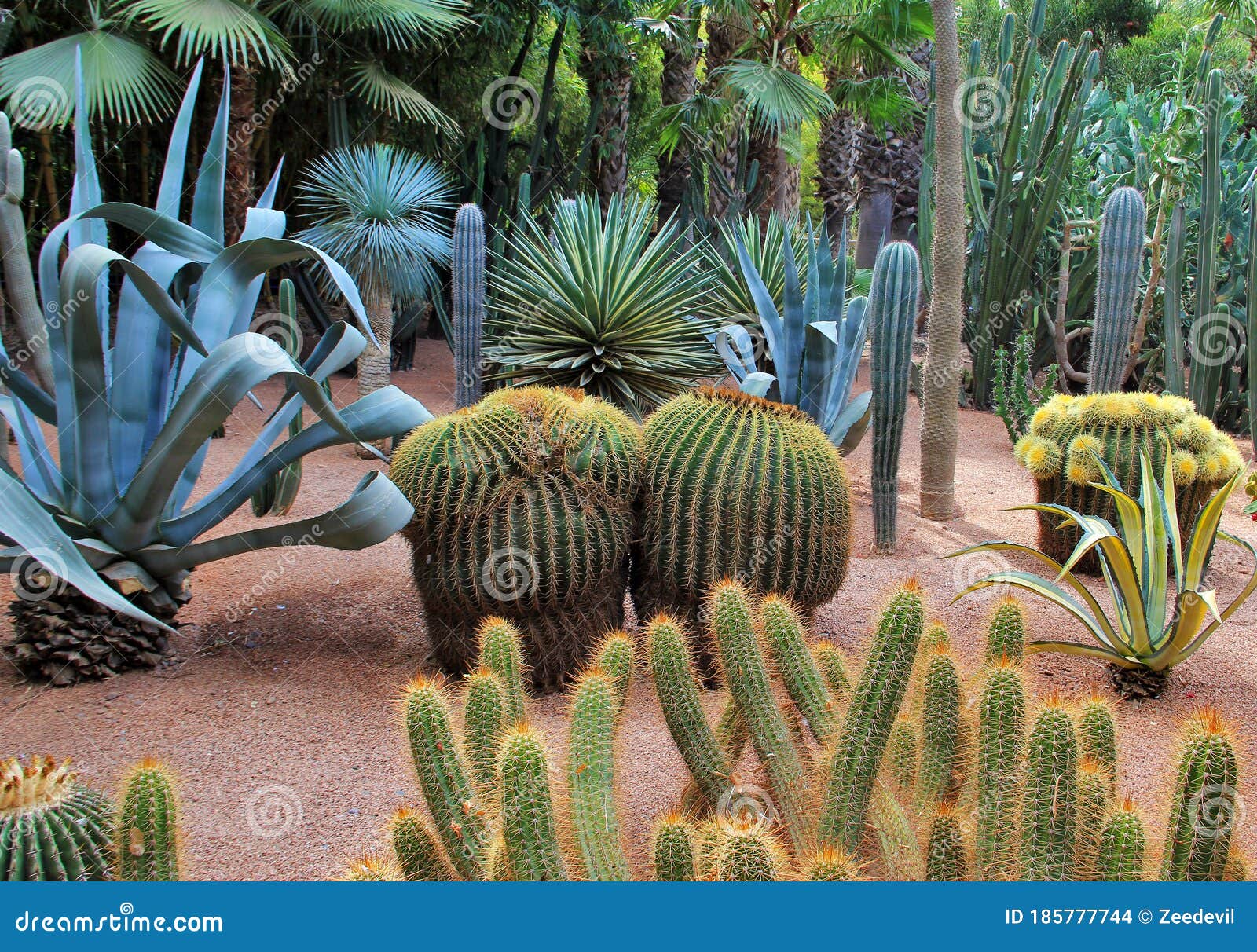 cacti in botanical garden jardin majorelle in marrakesh, morocco